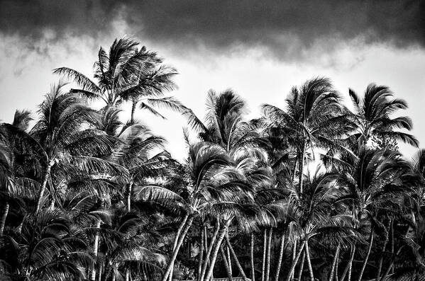 Wind Art Print featuring the photograph Palms in the Hawaiian Trade Winds by Lawrence Knutsson