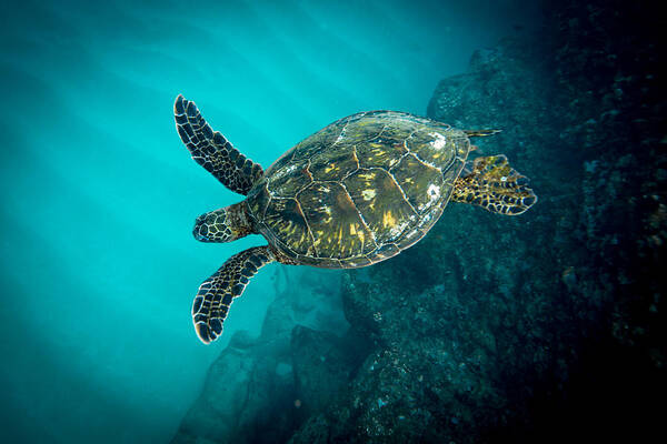 Sea Turtle Art Print featuring the photograph Turtle Blues by Leonardo Dale