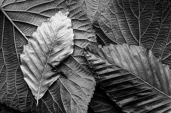  Art Print featuring the photograph Autumn Leaf Patterns by Bob Grabowski