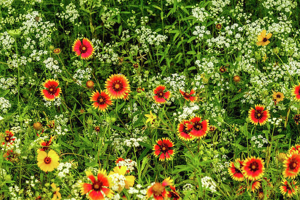 Texas Wildflowers Art Print featuring the photograph Fire Wheels and Bishop's Weed by Johnny Boyd