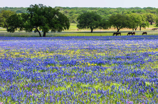 Horses In Bluebonnets Art Print featuring the photograph Horses In Bluebonnets II by Johnny Boyd