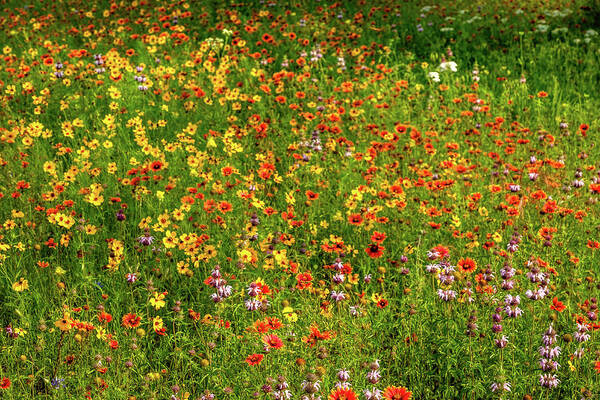 Texas Wildflowers Art Print featuring the photograph Indian Blanket Spring by Johnny Boyd