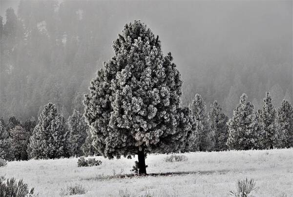 Trees Art Print featuring the photograph Lone Tree frosted in Meadow by Mike Helland