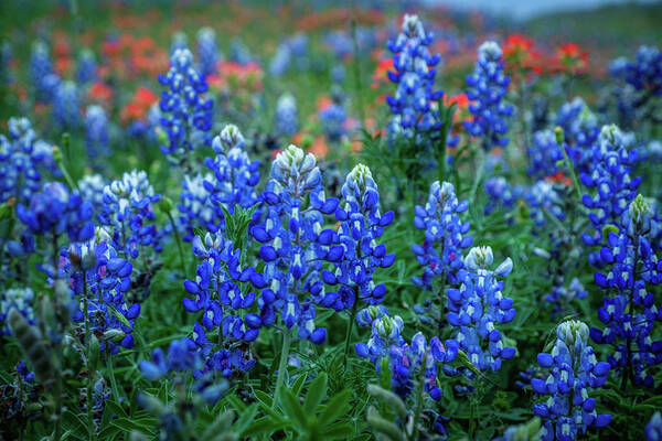 Texas Bluebonnets Art Print featuring the photograph The Blues by Johnny Boyd