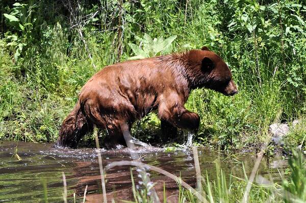 Bear Art Print featuring the photograph Wet Bear by Mike Helland