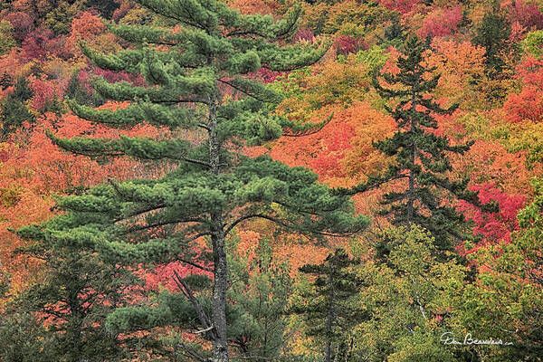 Fall Art Print featuring the photograph White Mountain National Forest 9140 by Dan Beauvais