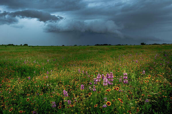 Texas Wildflowers Art Print featuring the photograph Wildflower Storm by Johnny Boyd