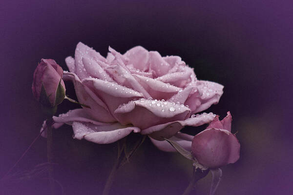 Rose Art Print featuring the photograph Purple Rain #1 by Richard Cummings