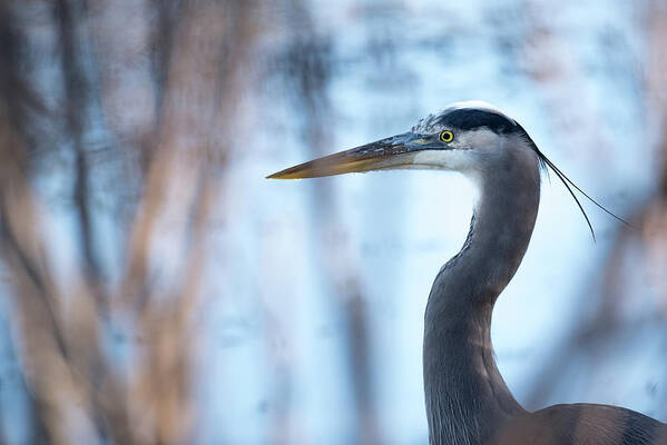 Animal Art Print featuring the photograph Great Blue Heron #2 by Mike Fusaro