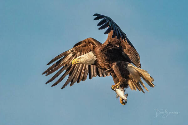 Eagle Art Print featuring the photograph Bald Eagle with Catch #4590 by Dan Beauvais