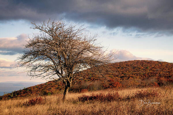 Tree Art Print featuring the photograph Bare Tree #7301 by Dan Beauvais