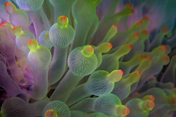 Bubble Art Print featuring the photograph Bubble Anemone 1 by Tanya G Burnett