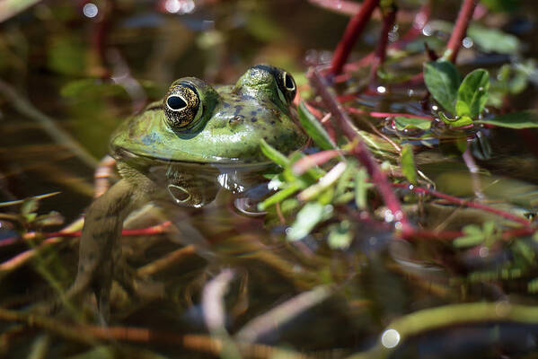 American Art Print featuring the photograph Bullfrog in lillys by Mike Fusaro