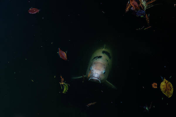 Koi Art Print featuring the photograph Ghost Koi II by Johnny Boyd