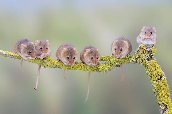 Cute Art Print featuring the photograph Harvest mouse gang by Erika Valkovicova