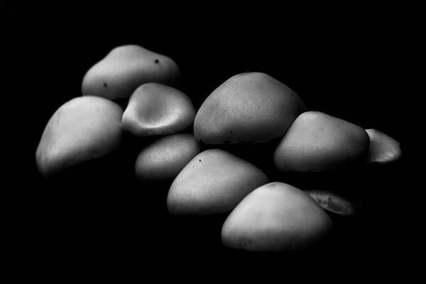 Mushroom Art Print featuring the photograph Mushrooms in the Dark by Martin Vorel Minimalist Photography