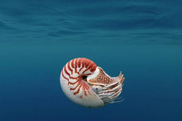 Chambered Nautilus Art Print featuring the photograph Nautilus 1 by Tanya G Burnett