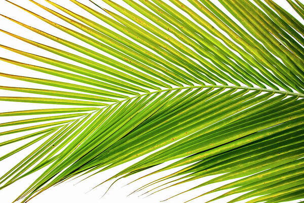 Palm Art Print featuring the photograph Palm Frond II by Tanya G Burnett