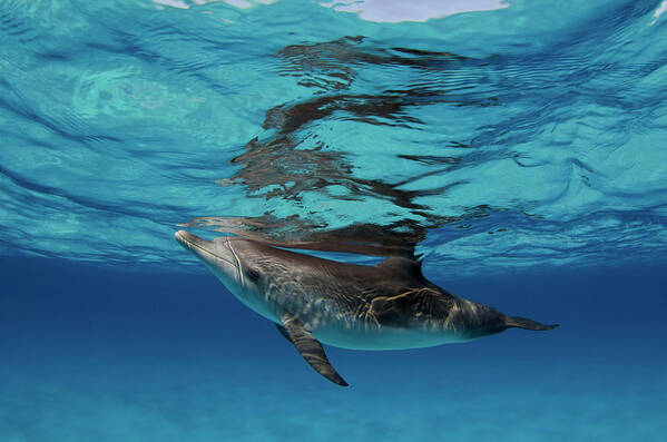Dolphin Art Print featuring the photograph Spotted Calf by Tanya G Burnett