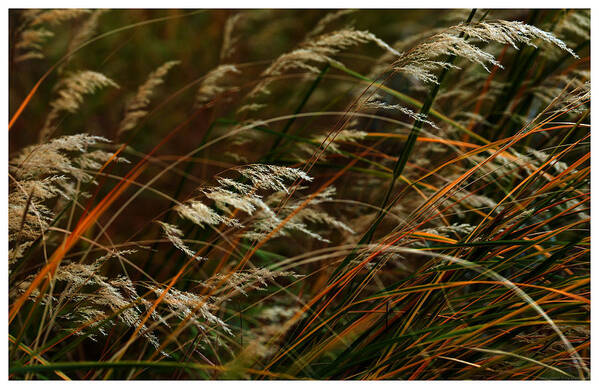 Grass Art Print featuring the photograph Delicate Grass by Mark Ivins