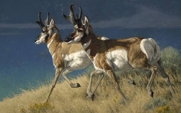Pronghorn Antelope Art Print featuring the painting Early September, Still Pals by Greg Beecham
