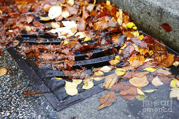 Autumn Art Print featuring the photograph Joe Fox Fine Art - autumn leaves fallen and clogging city water street drains by Joe Fox
