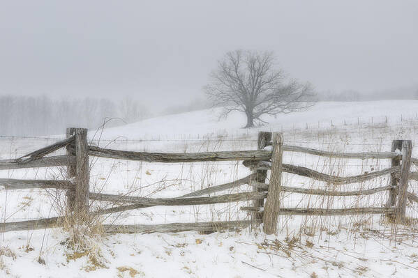 Landscape Art Print featuring the photograph Big Oak Tree by Ken Barrett