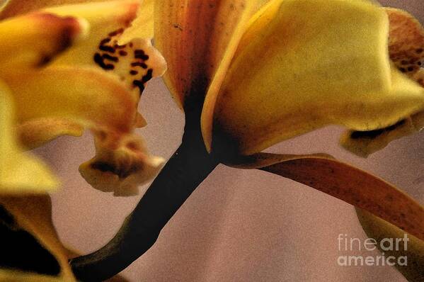 Orchids Art Print featuring the photograph Orchid yellow by Michael Ziegler
