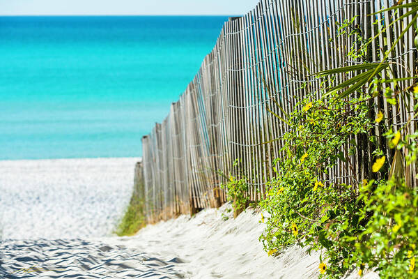 Beach Art Print featuring the photograph Seaside Wildflower Sand Fence by Kurt Lischka
