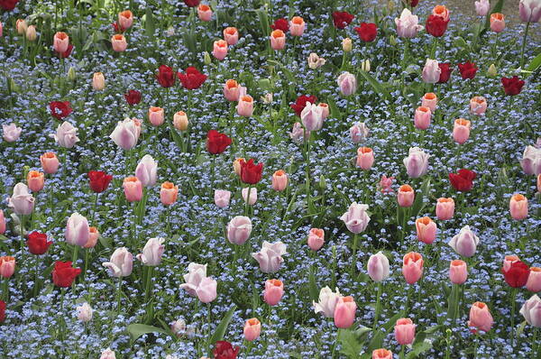 Tulips Art Print featuring the photograph Tulips Galore by Herman Hagen