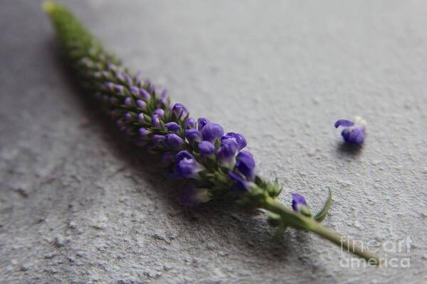 Violet Art Print featuring the photograph Ultra Violet Buds by Lynn England
