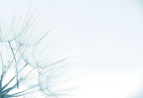 Dandelion Art Print featuring the photograph Dandelion Detail Against White Background by Vlad Baciu
