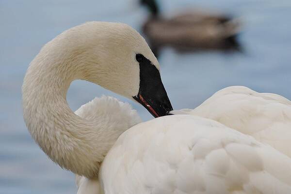 Swan Art Print featuring the photograph Whistler swan by David Campione