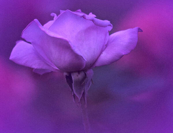 Rose Art Print featuring the photograph June 2021 Purple Rose by Richard Cummings