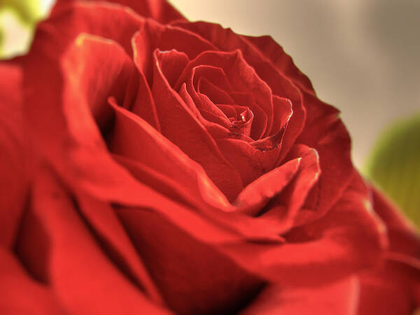 Red Rose Close-up Art Print featuring the photograph Red rose closeup by Vlad Baciu