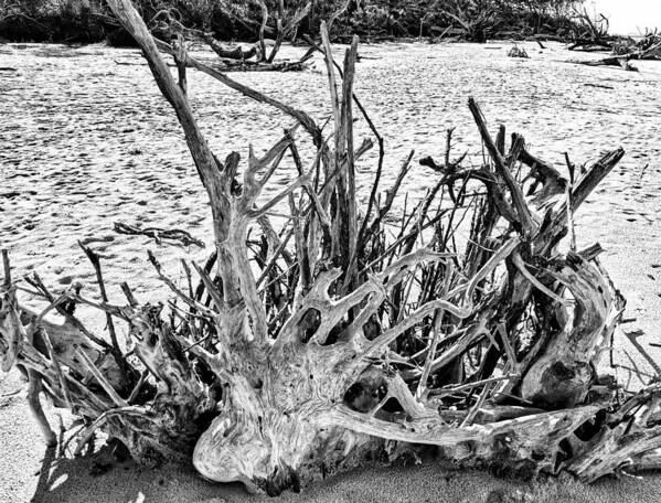 Landscape Art Print featuring the photograph Rooted in Black and White by Portia Olaughlin