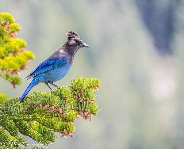 Stellars Jay Tahoe Bird Blue Art Print featuring the photograph Stellers Jay by Martin Gollery