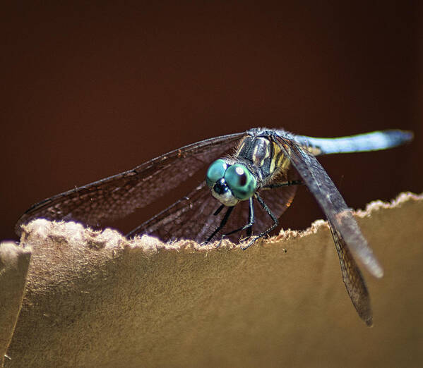 Insect Art Print featuring the photograph Dragonfly Eyes by Portia Olaughlin