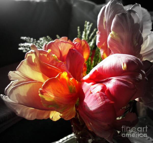 Floral Photography Art Print featuring the photograph Impassioned by Sian Lindemann