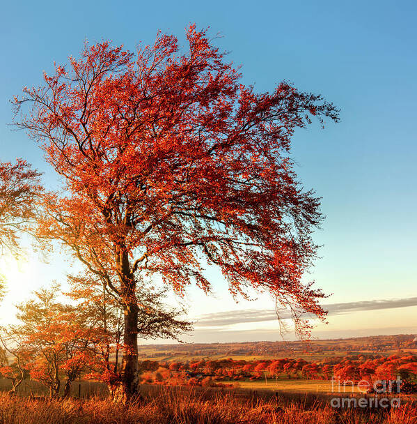 Autumn Art Print featuring the photograph Autumn Sunshine by Kype Hills