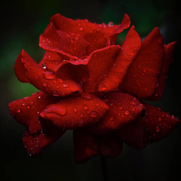 Rose Art Print featuring the photograph Red September 2021 Rose in the Rain by Richard Cummings