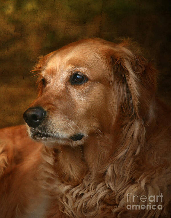 Golden Retriever by Jan Piller