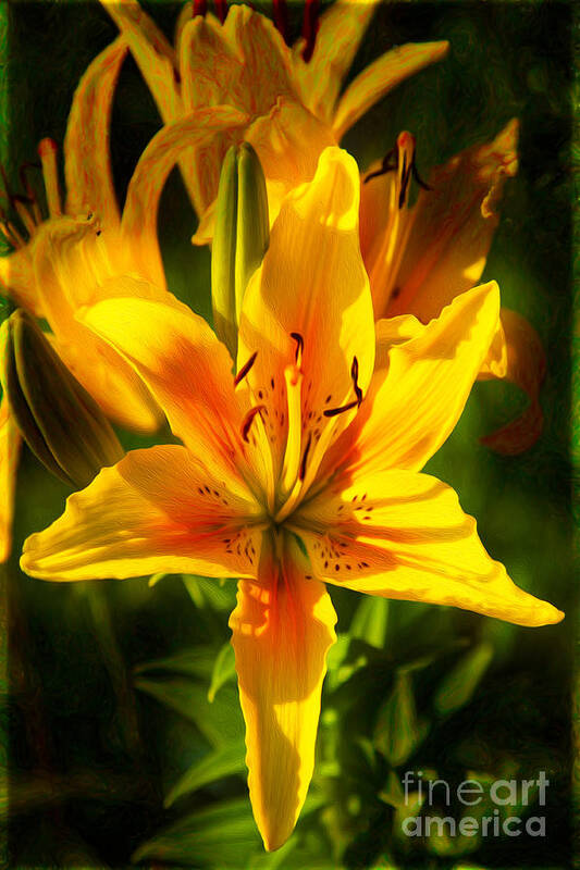 Enticing Bloom Art Print featuring the photograph Enticing Bloom of Yellow And Orange Lilies Garden Art by Omaste by Omaste Witkowski