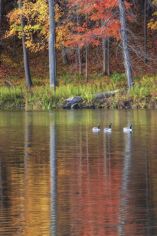  Art Print featuring the photograph Geese On Beebe Lake by Michele Steffey