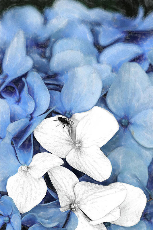 New England Art Print featuring the digital art Country Fly Blue Hydrangea Watercolor by Tanya Owens
