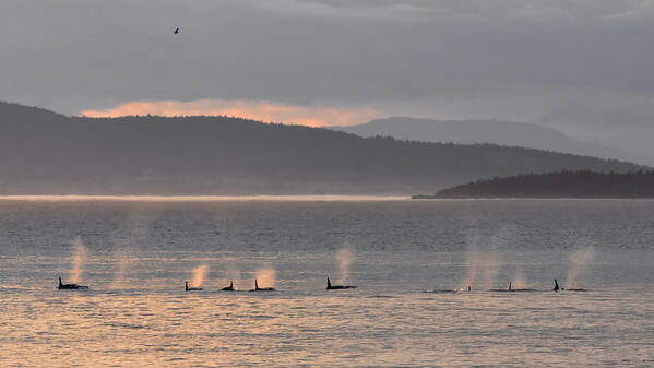 Orcas Art Print featuring the photograph J-Pod At Sunset September 2021 by Monika Wieland Shields