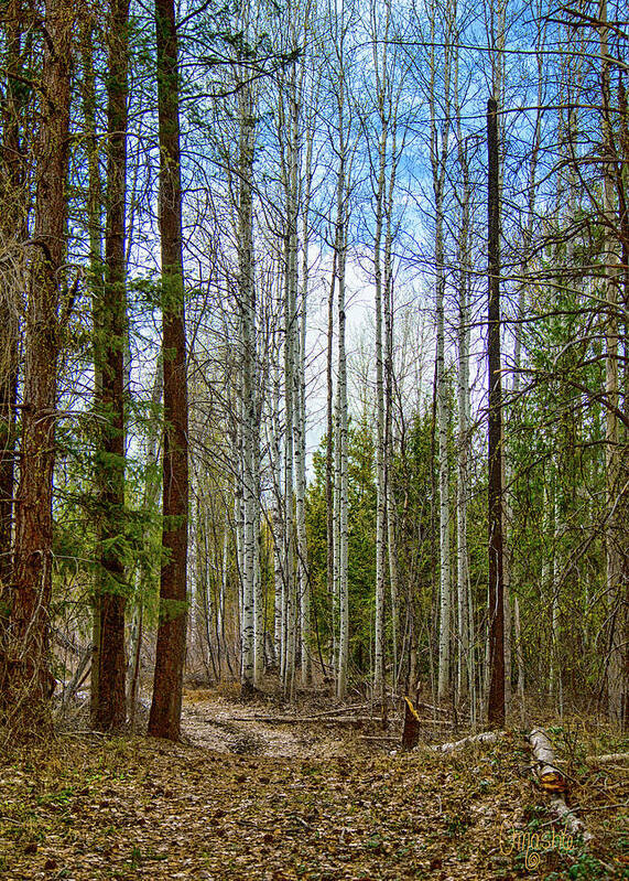 Arrowleaf Trail Art Print featuring the photograph Arrowleaf Trail in Mazama Fall Mountain Art by Omashte by Omaste Witkowski