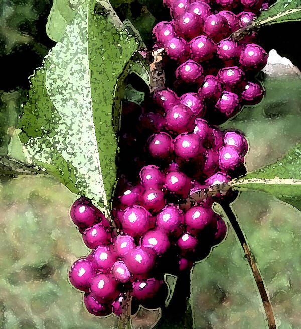 Berries Art Print featuring the photograph Berries by George Gadson