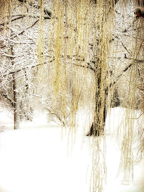 Winter Gold by Julie Palencia