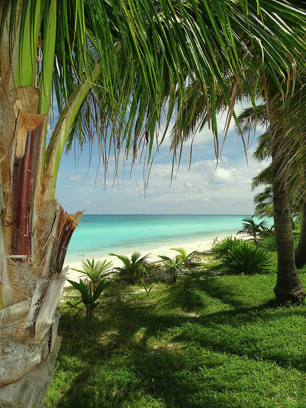 Bimini Art Print featuring the photograph Inviting Bimini Beach Between 2 Palm Trees by Dan Podsobinski
